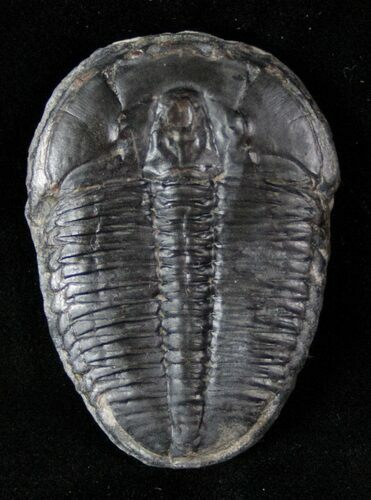 Large Elrathia Trilobite on Calcite Nodule #12511